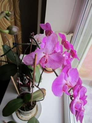 Уход за орхидеями Phalaenopsis в домашних условиях